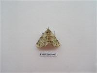 藏品(尺蛾174)的圖片